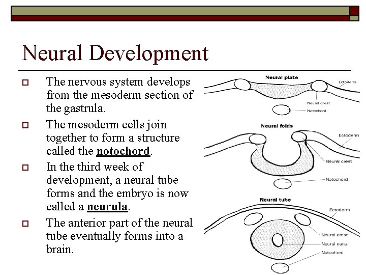 Neural Development o o The nervous system develops from the mesoderm section of the