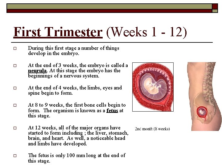 First Trimester (Weeks 1 - 12) o During this first stage a number of