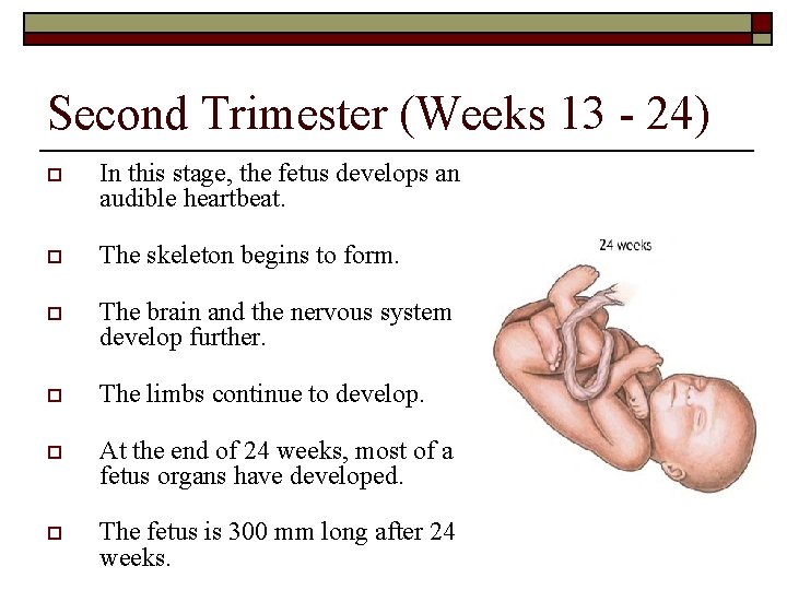 Second Trimester (Weeks 13 - 24) o In this stage, the fetus develops an