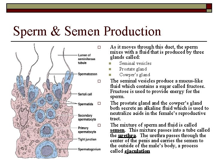 Sperm & Semen Production o As it moves through this duct, the sperm mixes