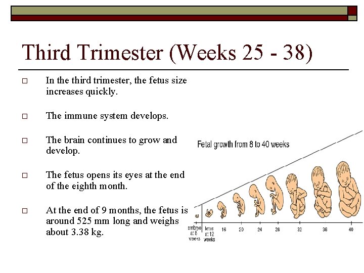 Third Trimester (Weeks 25 - 38) o In the third trimester, the fetus size