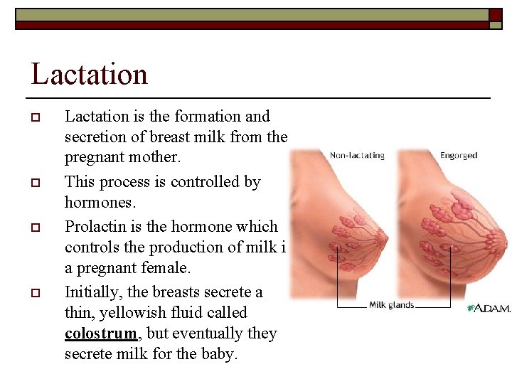 Lactation o o Lactation is the formation and secretion of breast milk from the