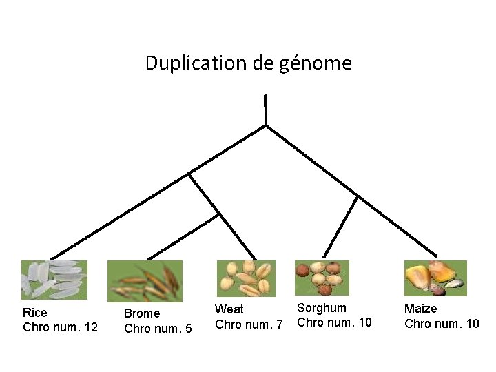 Duplication de génome Rice Chro num. 12 Brome Chro num. 5 Weat Chro num.