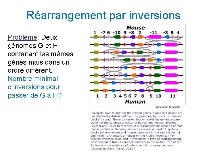 Réarrangement par inversions Problème: Deux génomes G et H contenant les mêmes gènes mais