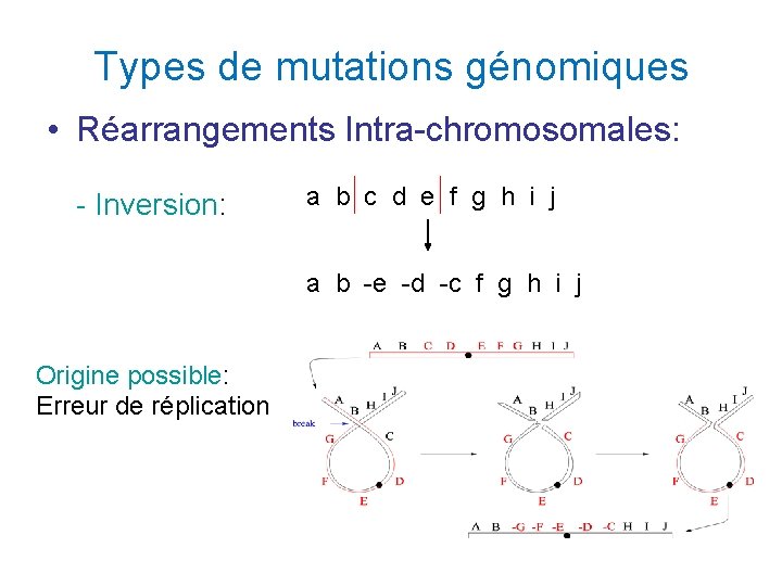 Types de mutations génomiques • Réarrangements Intra-chromosomales: - Inversion: a b c d e