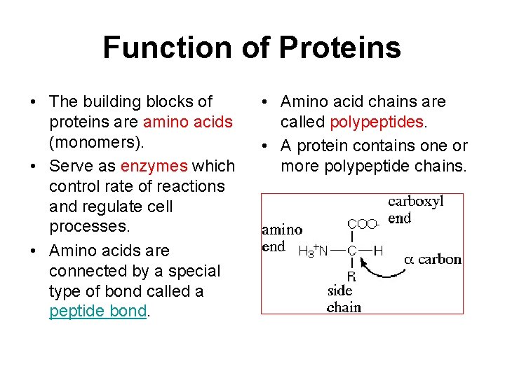 Function of Proteins • The building blocks of proteins are amino acids (monomers). •