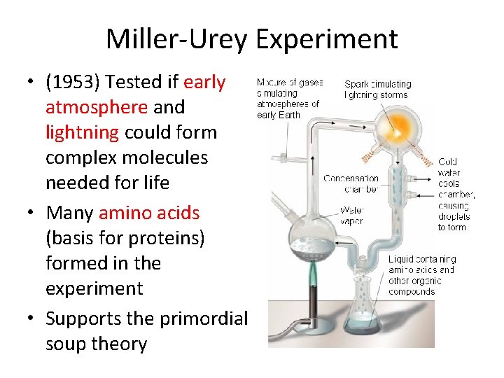 Miller-Urey Experiment • (1953) Tested if early atmosphere and lightning could form complex molecules
