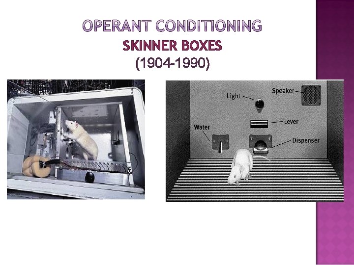 SKINNER BOXES (1904 -1990) 