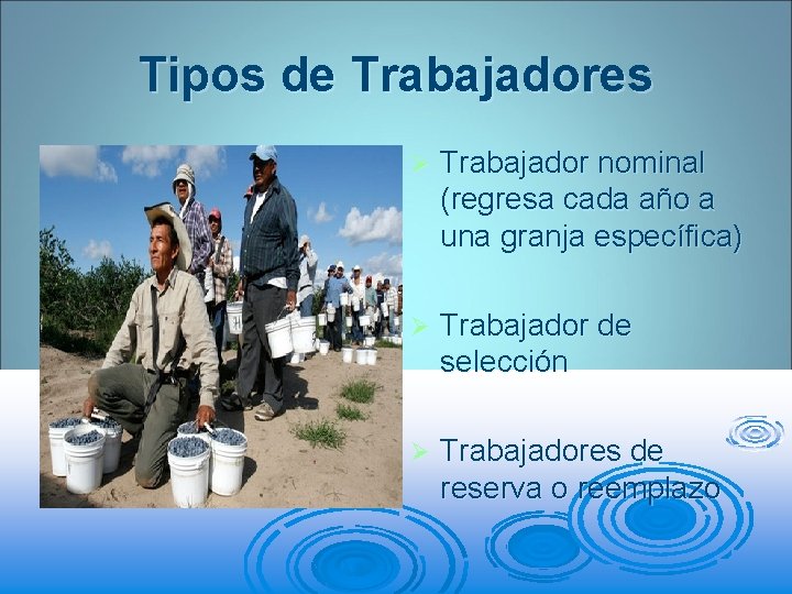 Tipos de Trabajadores Ø Trabajador nominal (regresa cada año a una granja específica) Ø