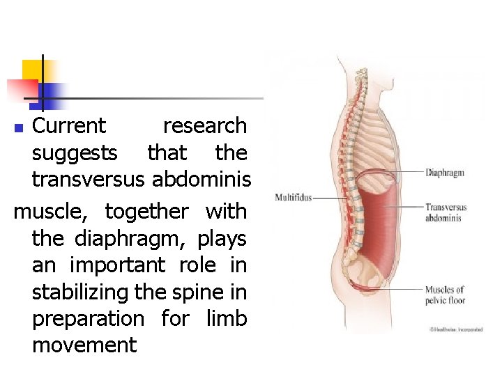 Current research suggests that the transversus abdominis muscle, together with the diaphragm, plays an