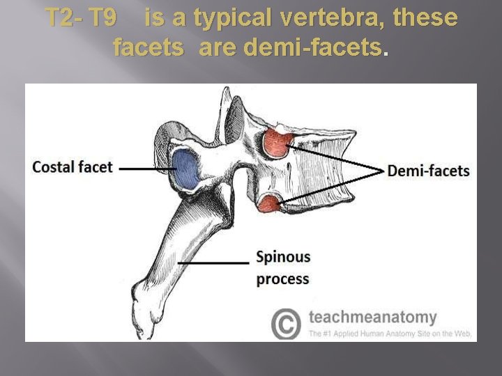 T 2 - T 9 is a typical vertebra, these facets are demi-facets. 