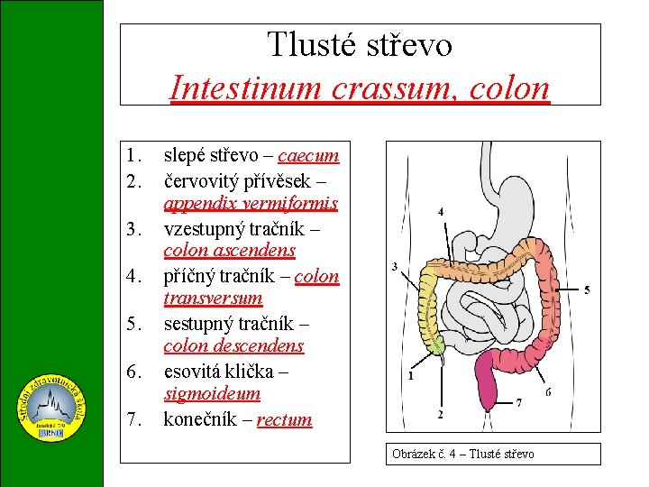 Tlusté střevo Intestinum crassum, colon 1. 2. 3. 4. 5. 6. 7. slepé střevo