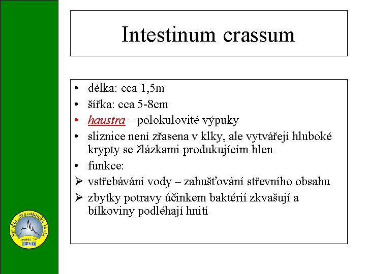 Intestinum crassum • • délka: cca 1, 5 m šířka: cca 5 -8 cm