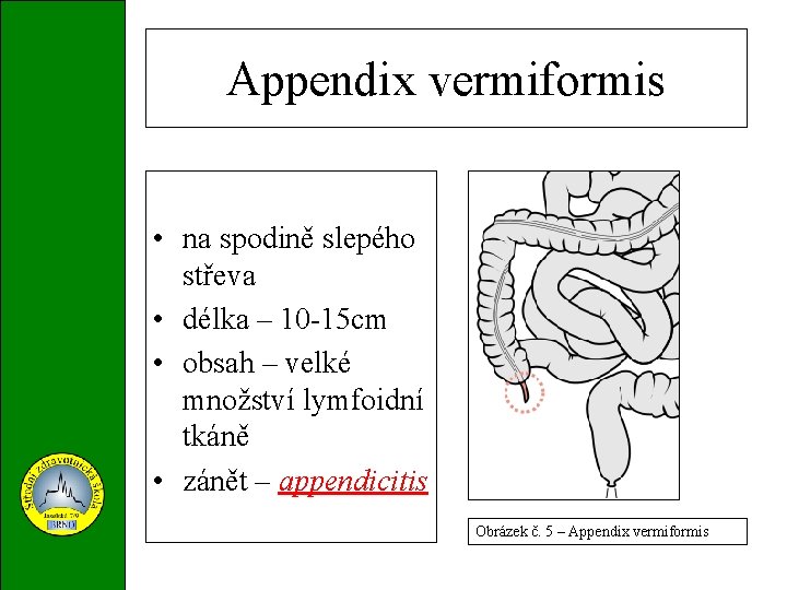 Appendix vermiformis • na spodině slepého střeva • délka – 10 -15 cm •