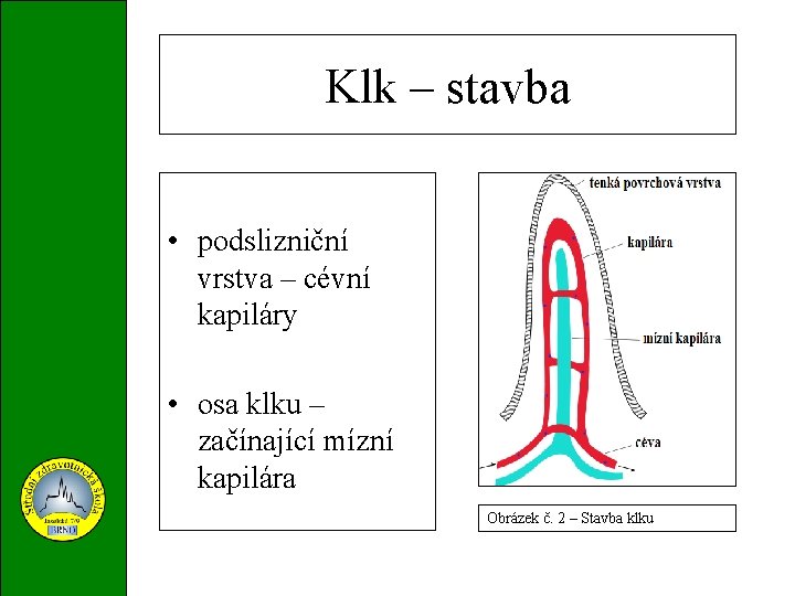 Klk – stavba • podslizniční vrstva – cévní kapiláry • osa klku – začínající