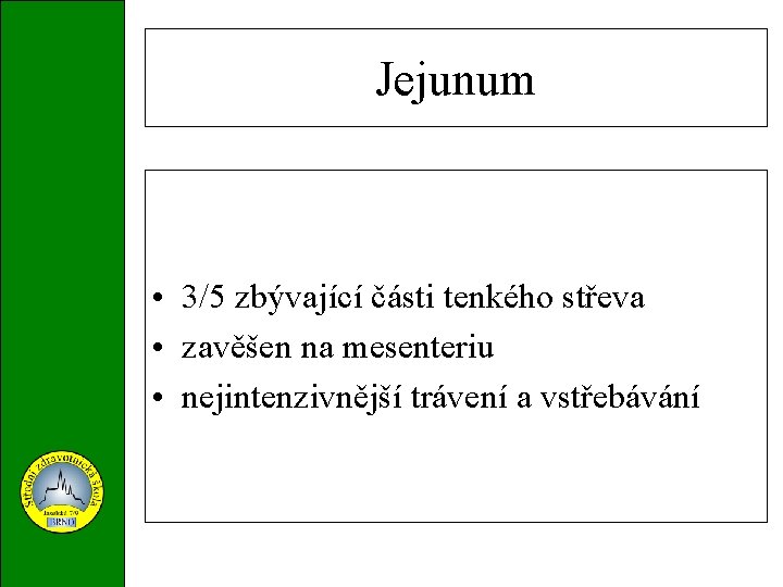 Jejunum • 3/5 zbývající části tenkého střeva • zavěšen na mesenteriu • nejintenzivnější trávení