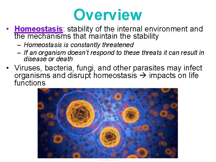 Overview • Homeostasis: stability of the internal environment and the mechanisms that maintain the