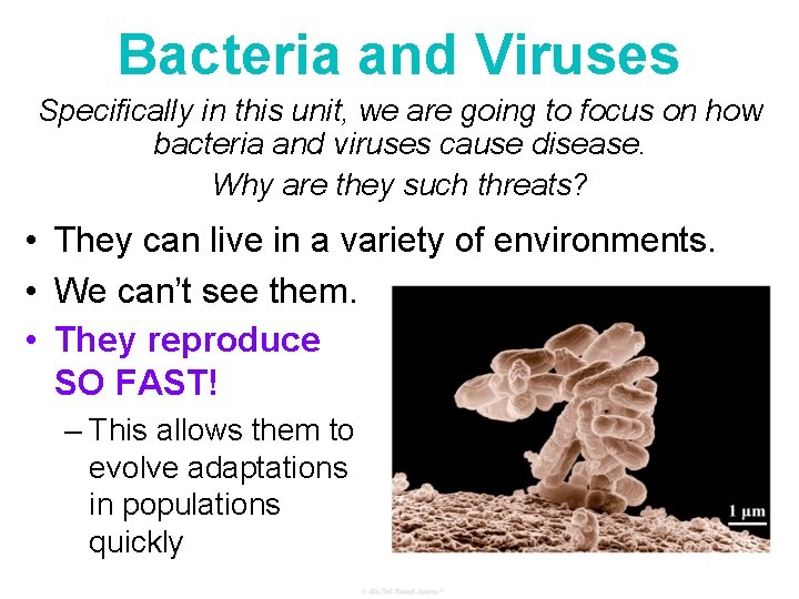 Bacteria and Viruses Specifically in this unit, we are going to focus on how