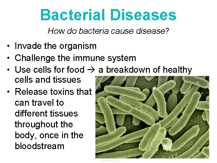 Bacterial Diseases How do bacteria cause disease? • Invade the organism • Challenge the