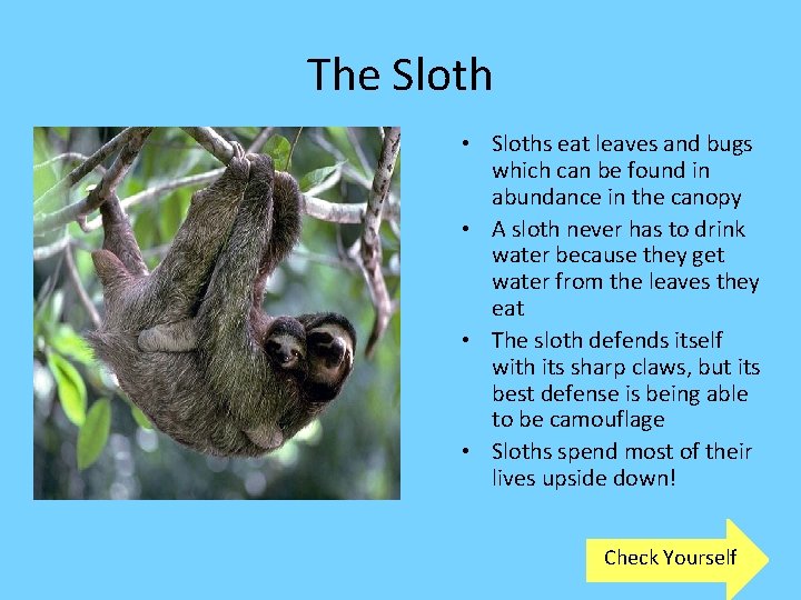 The Sloth • Sloths eat leaves and bugs which can be found in abundance