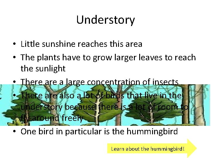 Understory • Little sunshine reaches this area • The plants have to grow larger