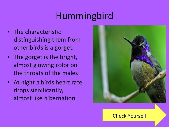 Hummingbird • The characteristic distinguishing them from other birds is a gorget. • The