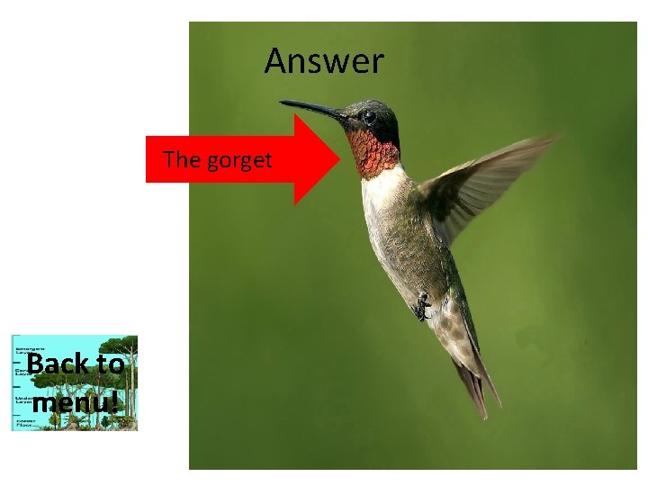 Answer The gorget Back to menu! 