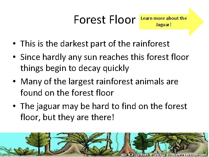 Forest Floor Learn more about the Jaguar! • This is the darkest part of