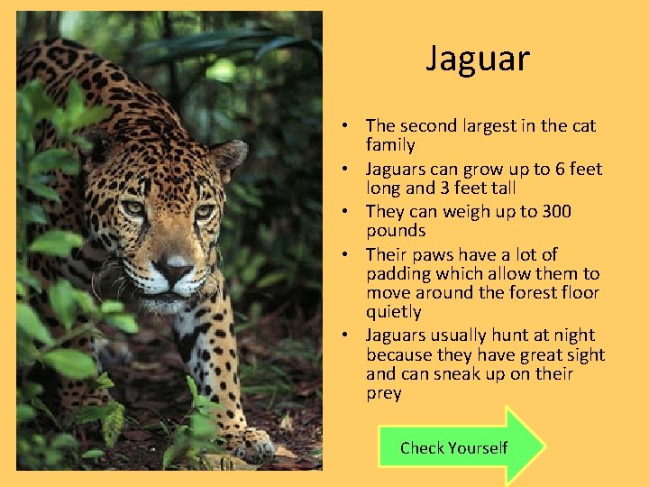 Jaguar • The second largest in the cat family • Jaguars can grow up