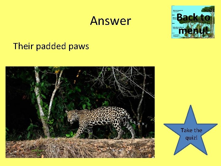 Answer Back to menu! Their padded paws Take the quiz! 