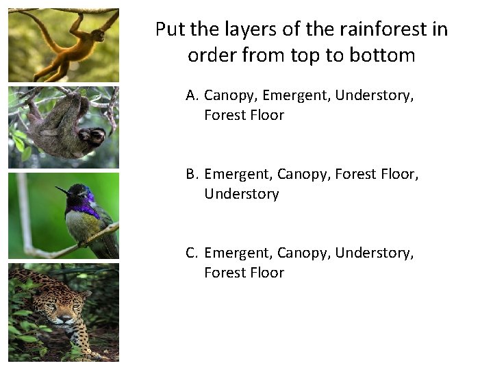 Put the layers of the rainforest in order from top to bottom A. Canopy,