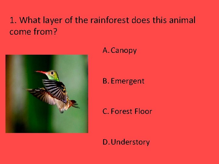 1. What layer of the rainforest does this animal come from? A. Canopy B.