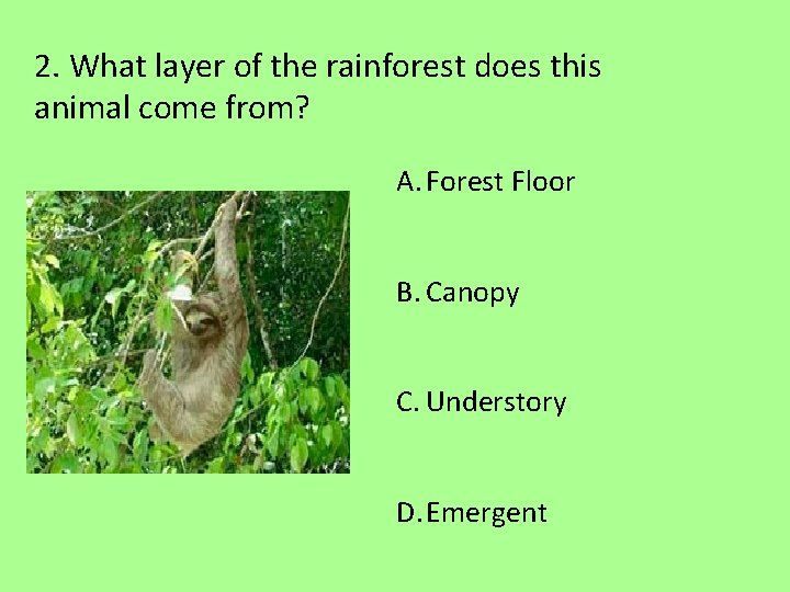 2. What layer of the rainforest does this animal come from? A. Forest Floor