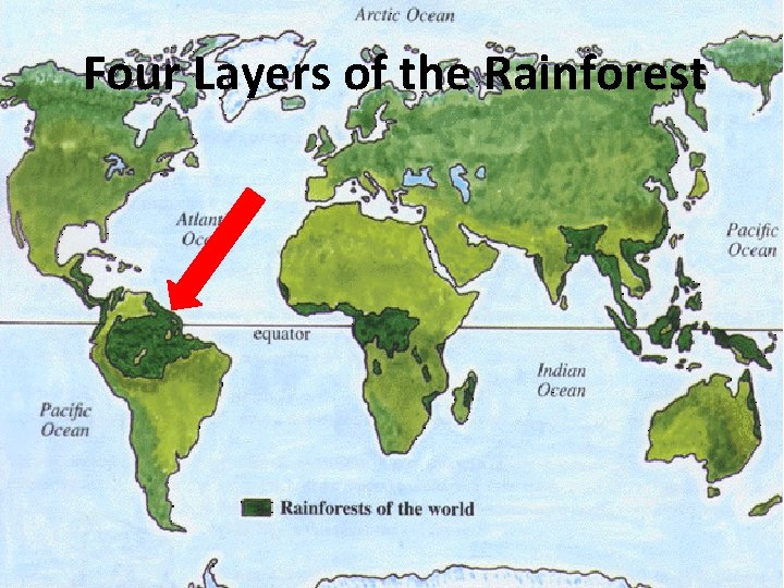 Four Layers of the Rainforest 