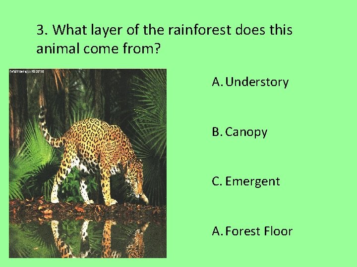 3. What layer of the rainforest does this animal come from? A. Understory B.