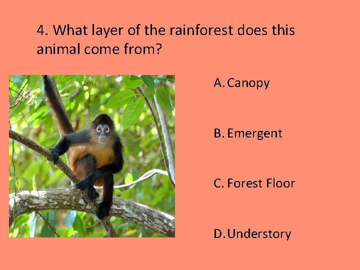 4. What layer of the rainforest does this animal come from? A. Canopy B.