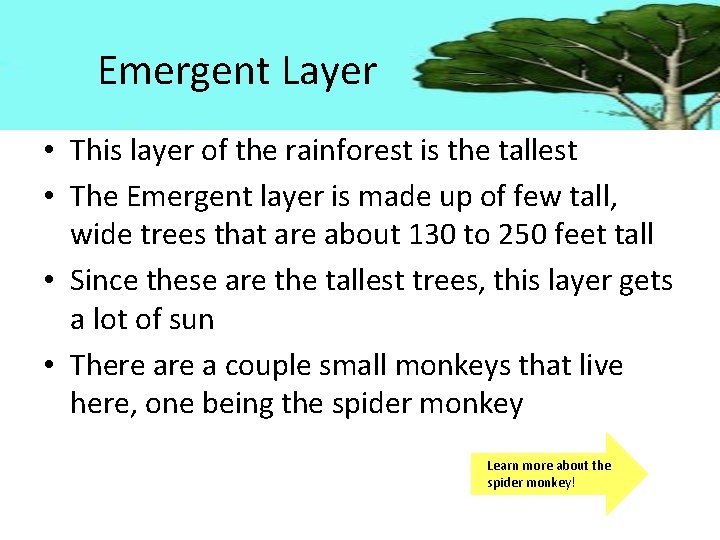 Emergent Layer • This layer of the rainforest is the tallest • The Emergent
