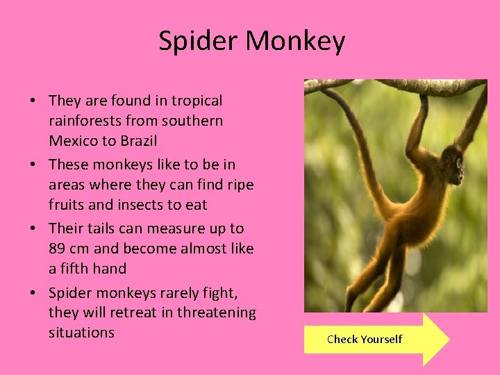 Spider Monkey • They are found in tropical rainforests from southern Mexico to Brazil