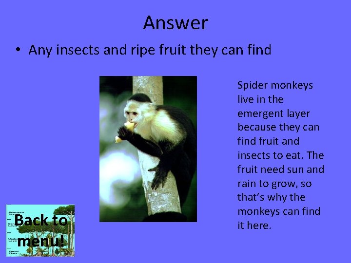 Answer • Any insects and ripe fruit they can find Back to menu! Spider