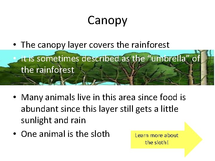 Canopy • The canopy layer covers the rainforest • It is sometimes described as