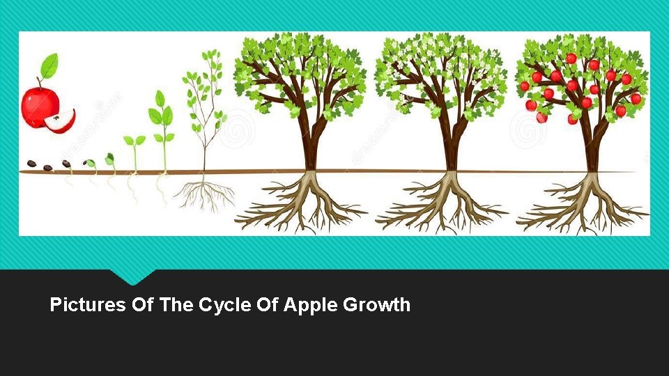 Pictures Of The Cycle Of Apple Growth 