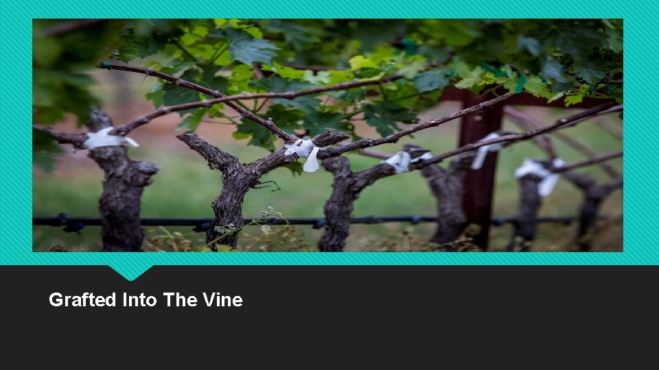 Grafted Into The Vine 
