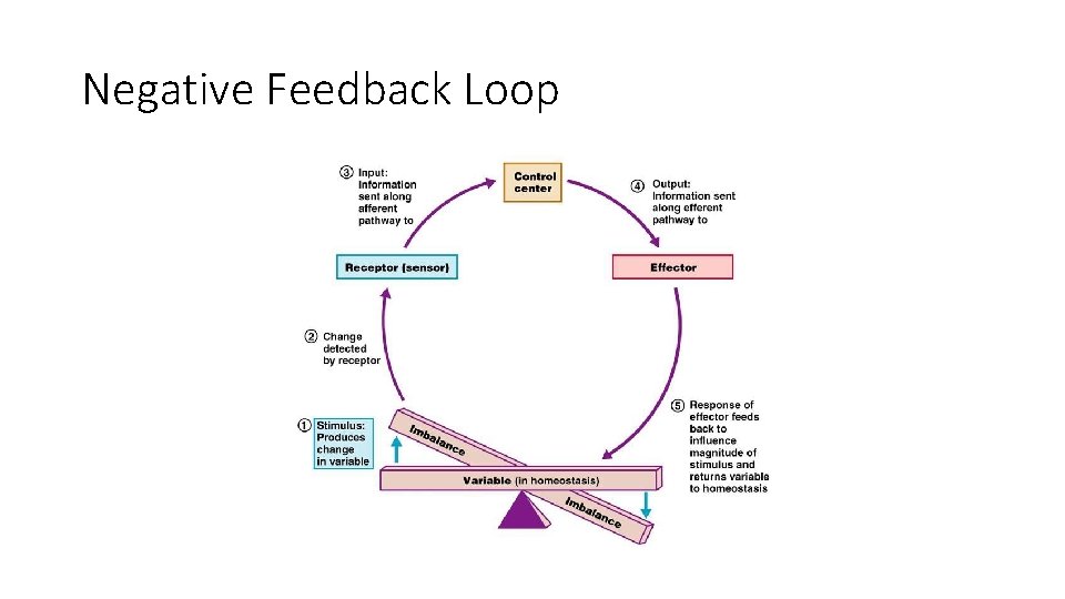 Negative Feedback Loop 