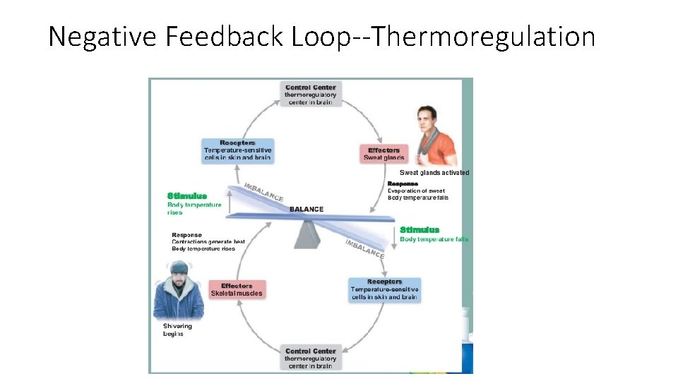 Negative Feedback Loop--Thermoregulation 