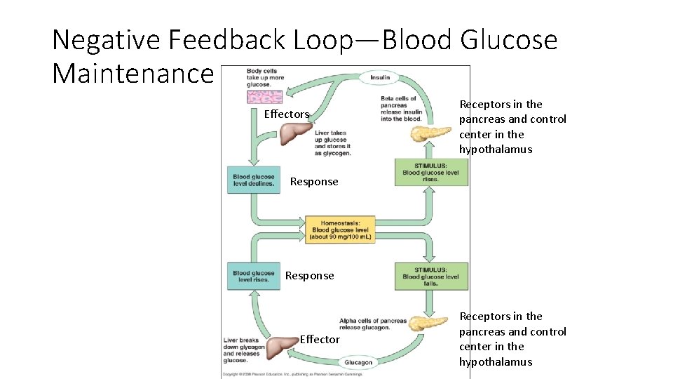 Negative Feedback Loop—Blood Glucose Maintenance Effectors Receptors in the pancreas and control center in