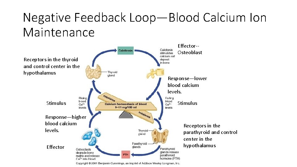 Negative Feedback Loop—Blood Calcium Ion Maintenance Effector-Osteoblast Receptors in the thyroid and control center