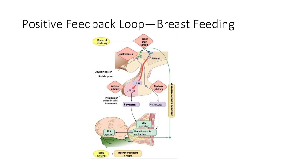 Positive Feedback Loop—Breast Feeding 