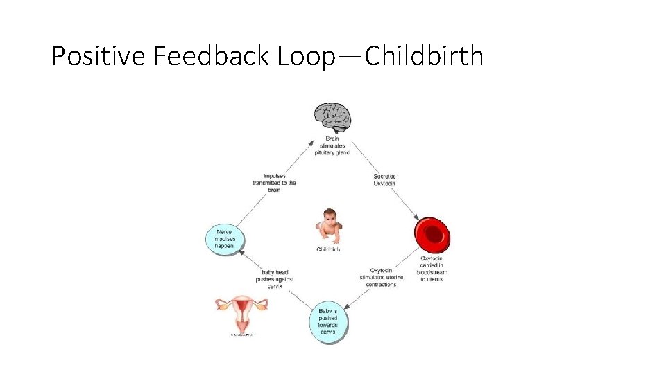 Positive Feedback Loop—Childbirth 