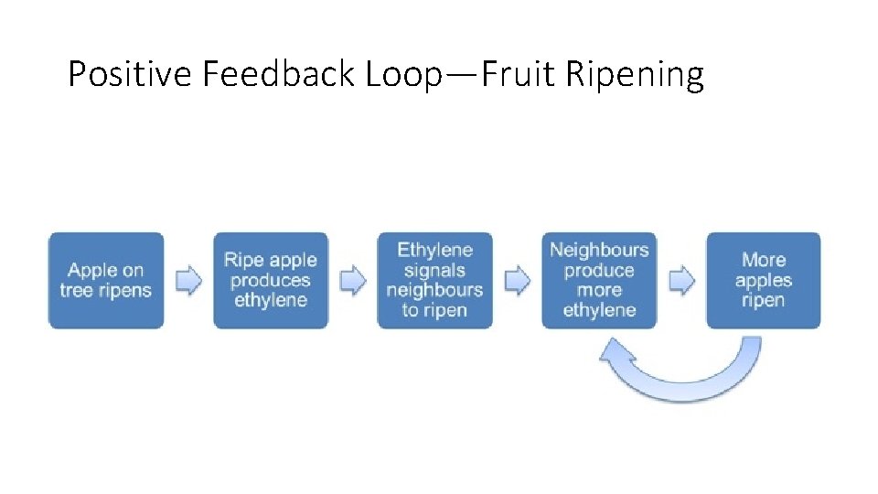 Positive Feedback Loop—Fruit Ripening 
