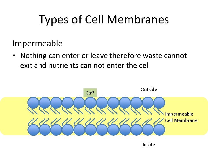 Types of Cell Membranes Impermeable • Nothing can enter or leave therefore waste cannot